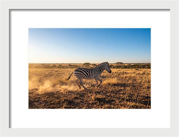 African Zebra Running Wild