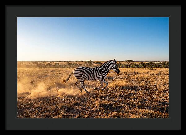 African Zebra Running Wild