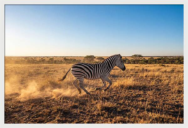 African Zebra Running Wild