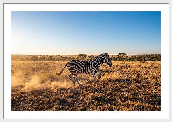 African Zebra Running Wild