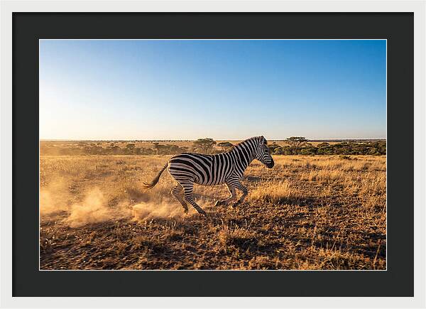 African Zebra Running Wild