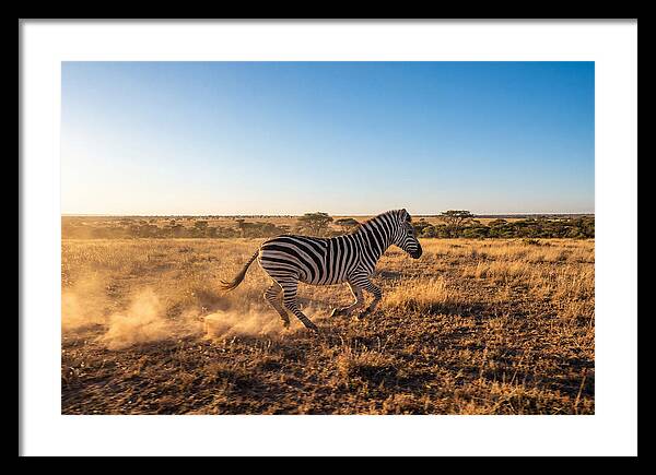 African Zebra Running Wild