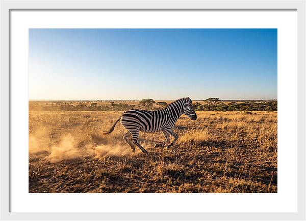 African Zebra Running Wild
