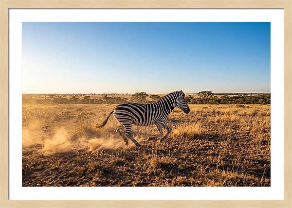 African Zebra Running Wild