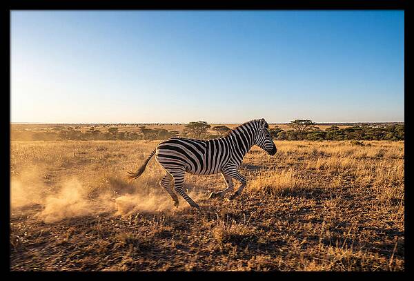 African Zebra Running Wild