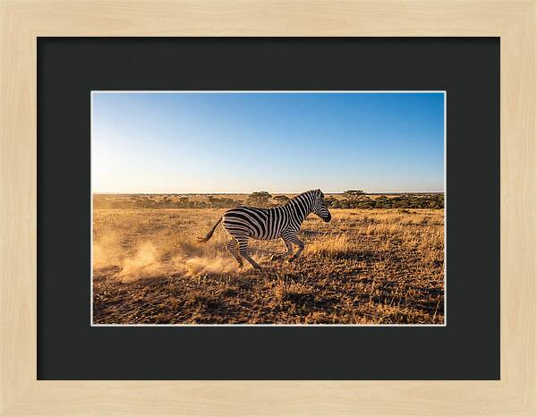 African Zebra Running Wild