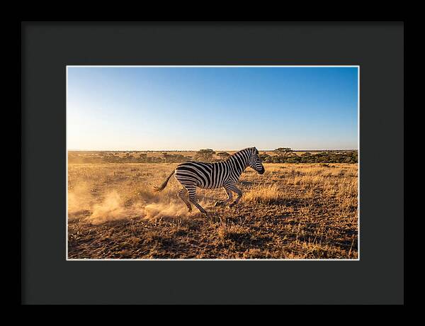 African Zebra Running Wild