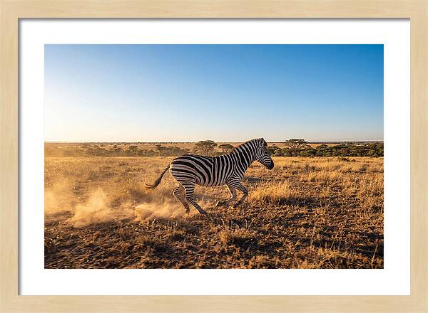 African Zebra Running Wild