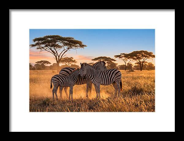 African Zebras In Golden Light