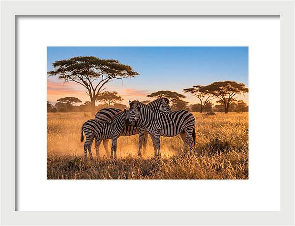 African Zebras In Golden Light