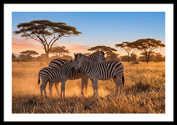 African Zebras In Golden Light