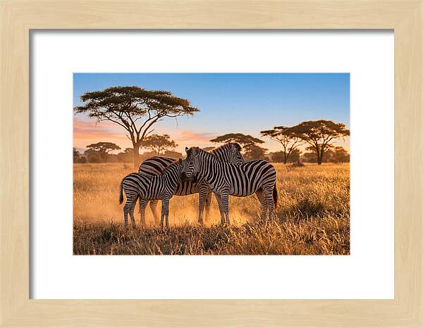 African Zebras In Golden Light