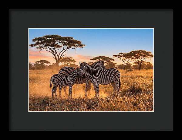 African Zebras In Golden Light