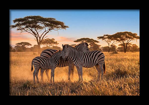 African Zebras In Golden Light