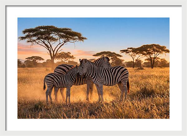 African Zebras In Golden Light