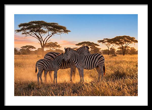 African Zebras In Golden Light