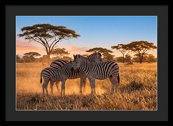 African Zebras In Golden Light