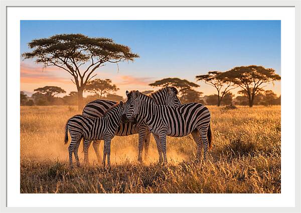 African Zebras In Golden Light