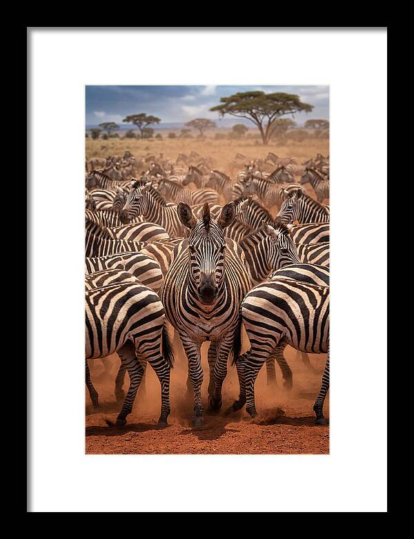 African Zebras In Motion