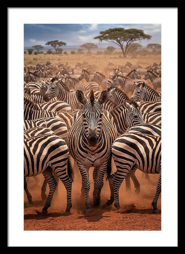 African Zebras In Motion