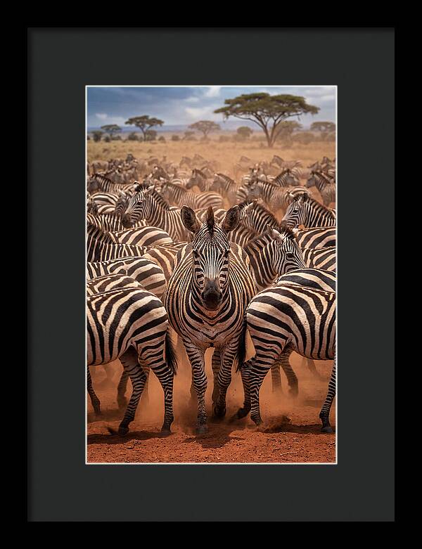 African Zebras In Motion
