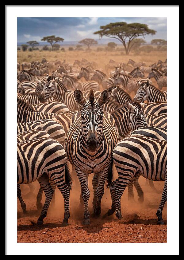 African Zebras In Motion
