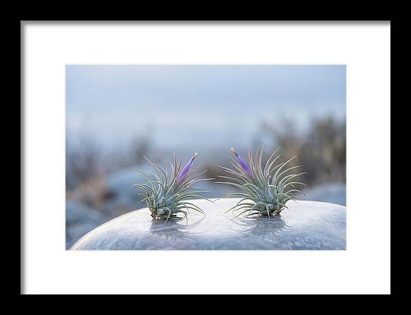 Air Plant Serenity
