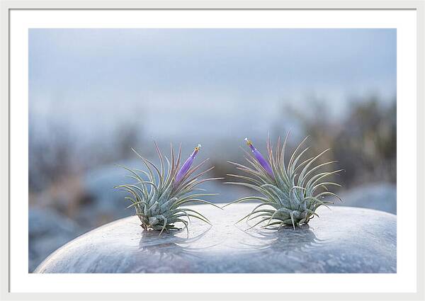Air Plant Serenity