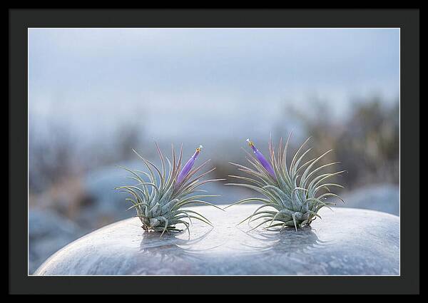 Air Plant Serenity