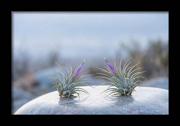 Air Plant Serenity