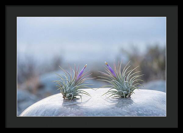 Air Plant Serenity