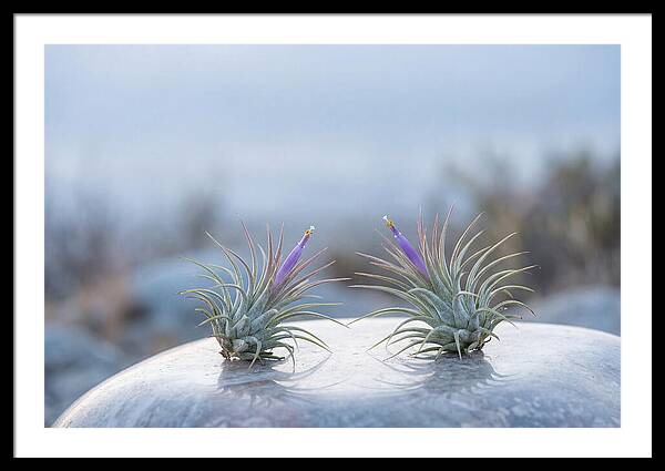 Air Plant Serenity