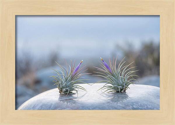 Air Plant Serenity