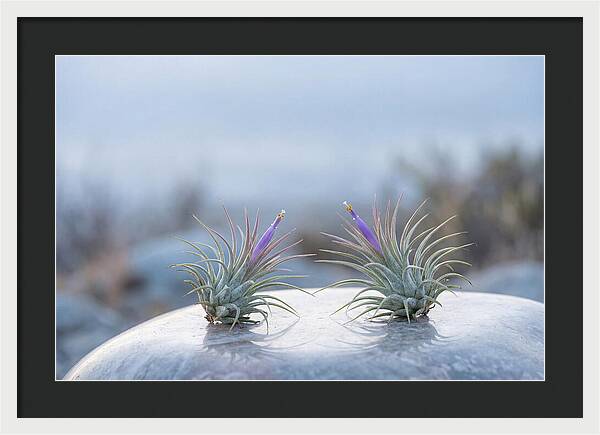 Air Plant Serenity