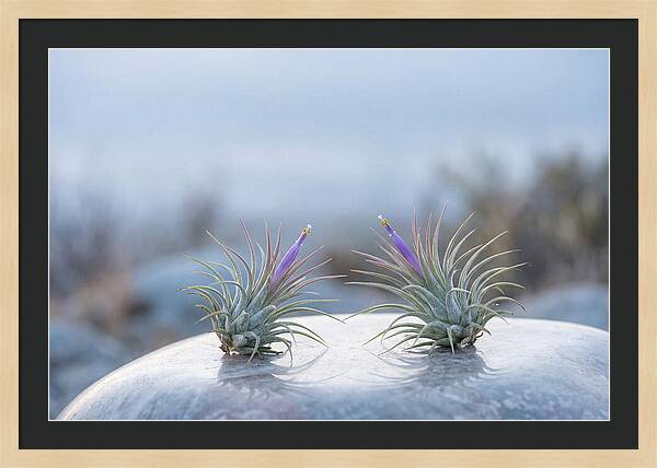 Air Plant Serenity