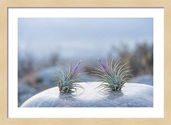 Air Plant Serenity