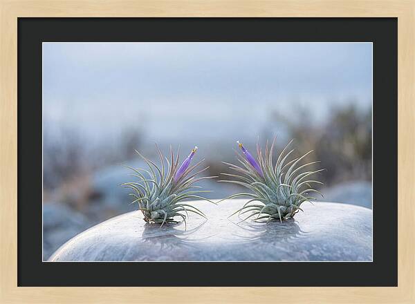Air Plant Serenity