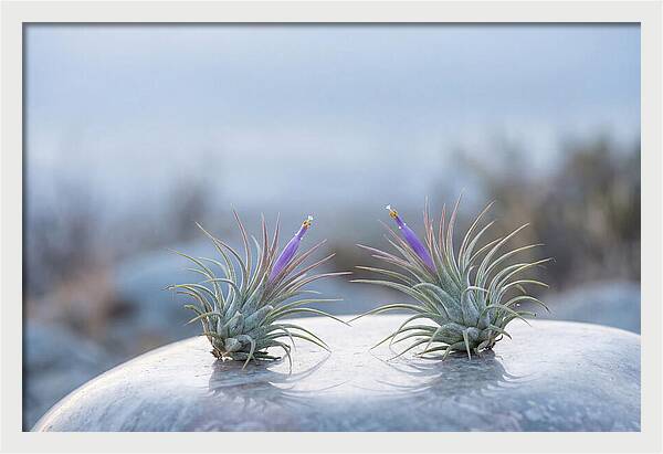 Air Plant Serenity