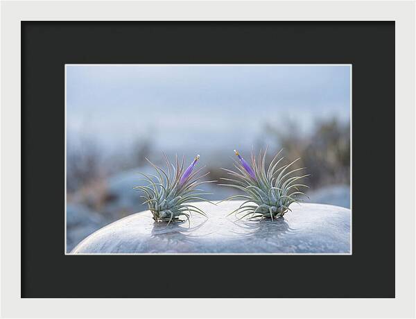 Air Plant Serenity