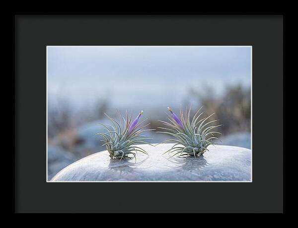 Air Plant Serenity