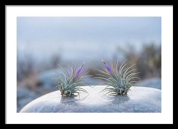 Air Plant Serenity