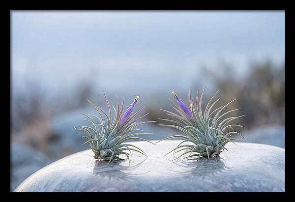 Air Plant Serenity