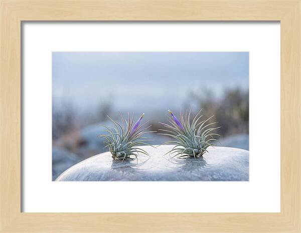 Air Plant Serenity