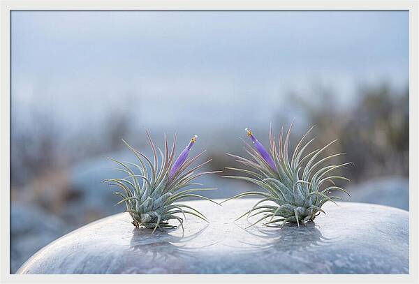 Air Plant Serenity