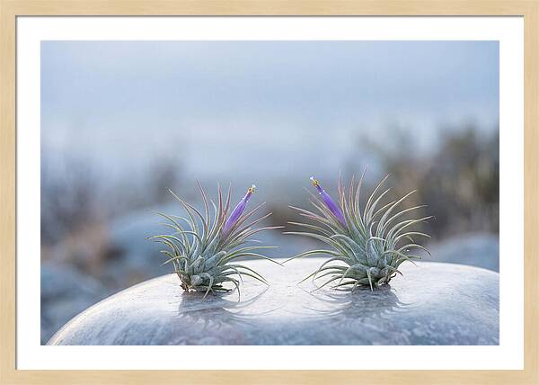 Air Plant Serenity