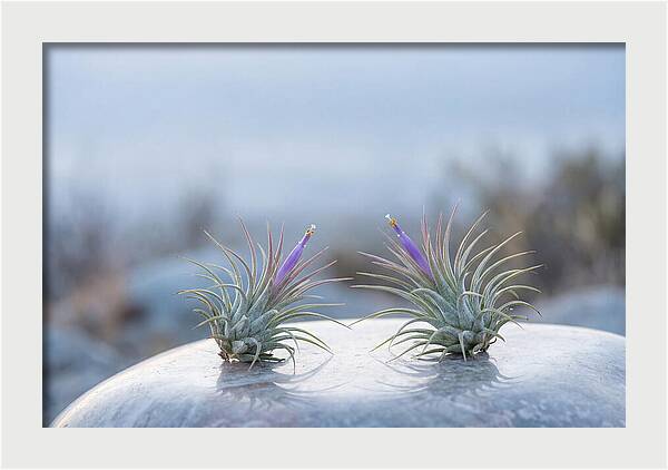 Air Plant Serenity