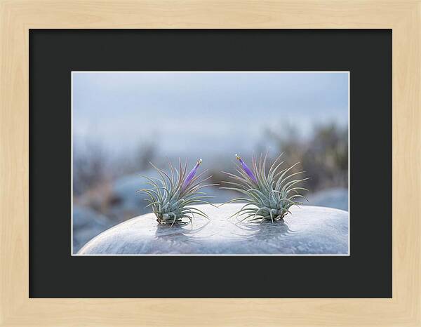 Air Plant Serenity