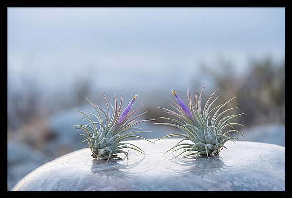 Air Plant Serenity