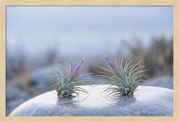 Air Plant Serenity
