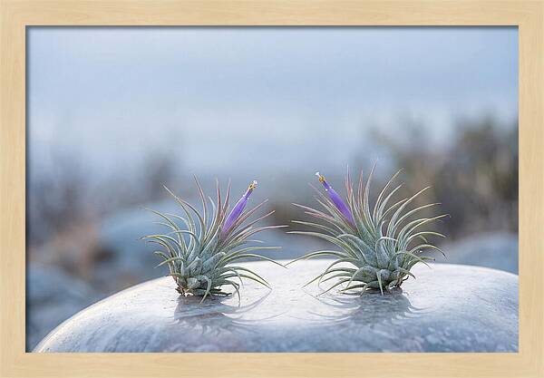 Air Plant Serenity